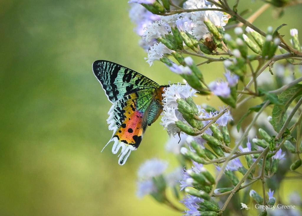 Sunset Moth