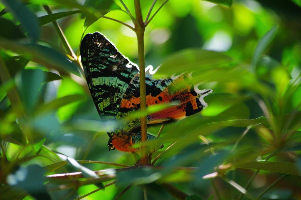 Sunset Moth
