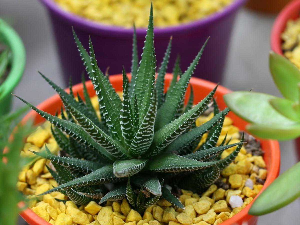 ilustrasi haworthia fasciata