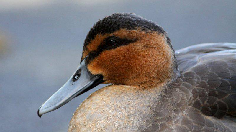 Bebek filipina ternyata masuk dalam salah satu spesies bebek dengan jumlah individu paling sedikit. (commons.wikimedia.org/Ken Billington)