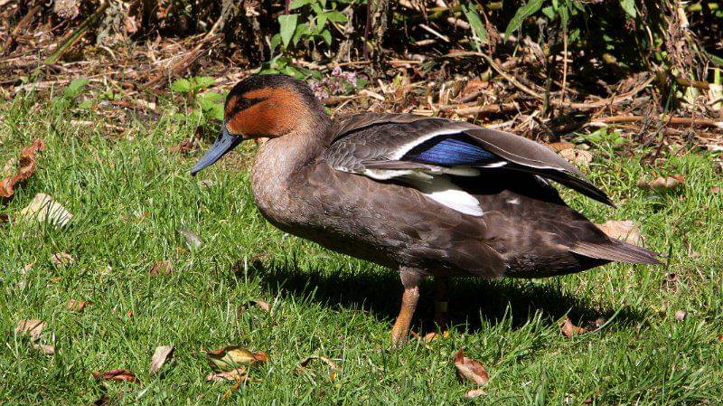potret bebek filipina dewasa (commons.wikimedia.org/Ken Billington)
