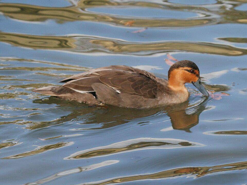 Bebek filipina selalu mencari makan sambil berkeliling di atas air. (commons.wikimedia.org/Dick Daniels)