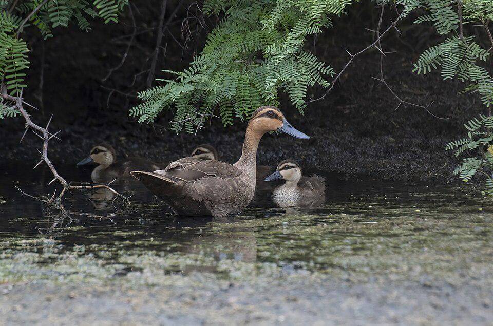induk bebek filipina bersama anak-annaknya (commons.wikimedia.org/Nardrey)