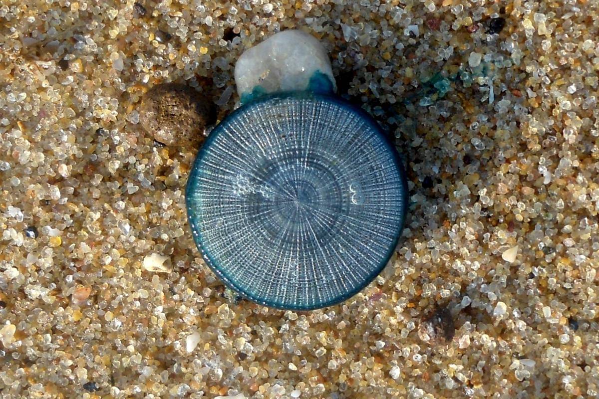 Blue Button