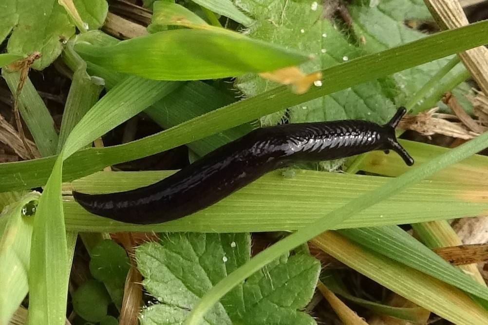 Siput Rawa