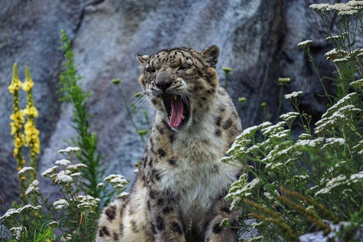 Macan tutul (Pixabay)