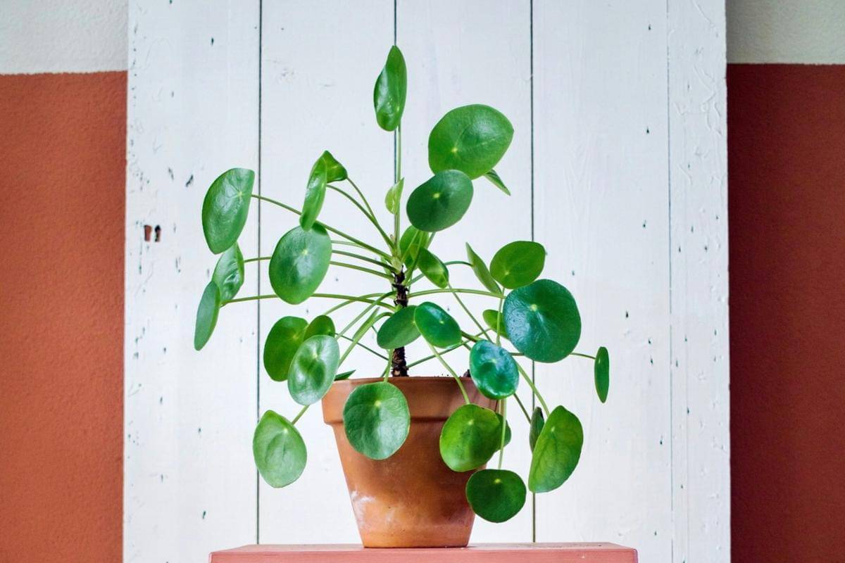 ilustrasi tanaman chinese money plant