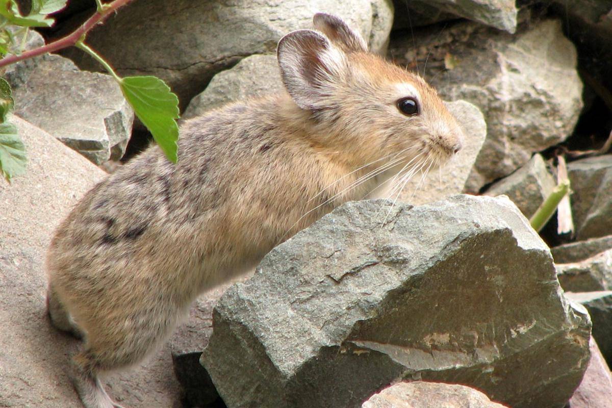 Pika Telinga Besar
