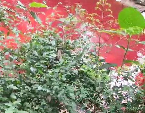 Air kali di Ciater Kota Tangsel berwarna merah