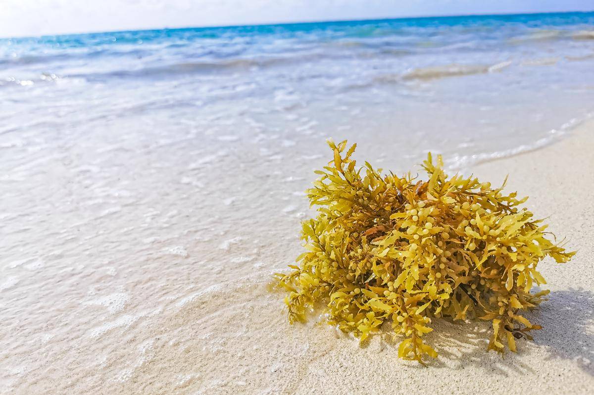 Potret sea moss atau rumput laut merah 