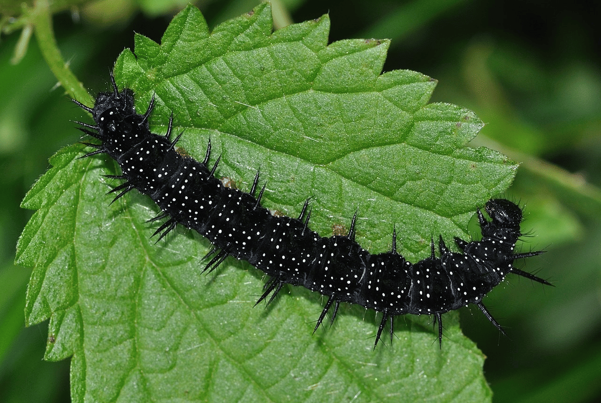 ulat (commons.wikimedia.org/Quartl)