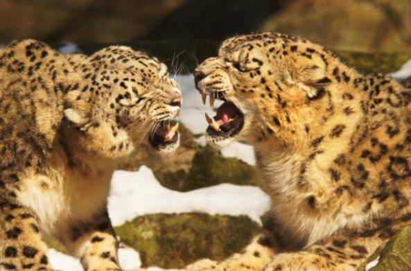 Macan tutul (Pixabay/hellinger14)