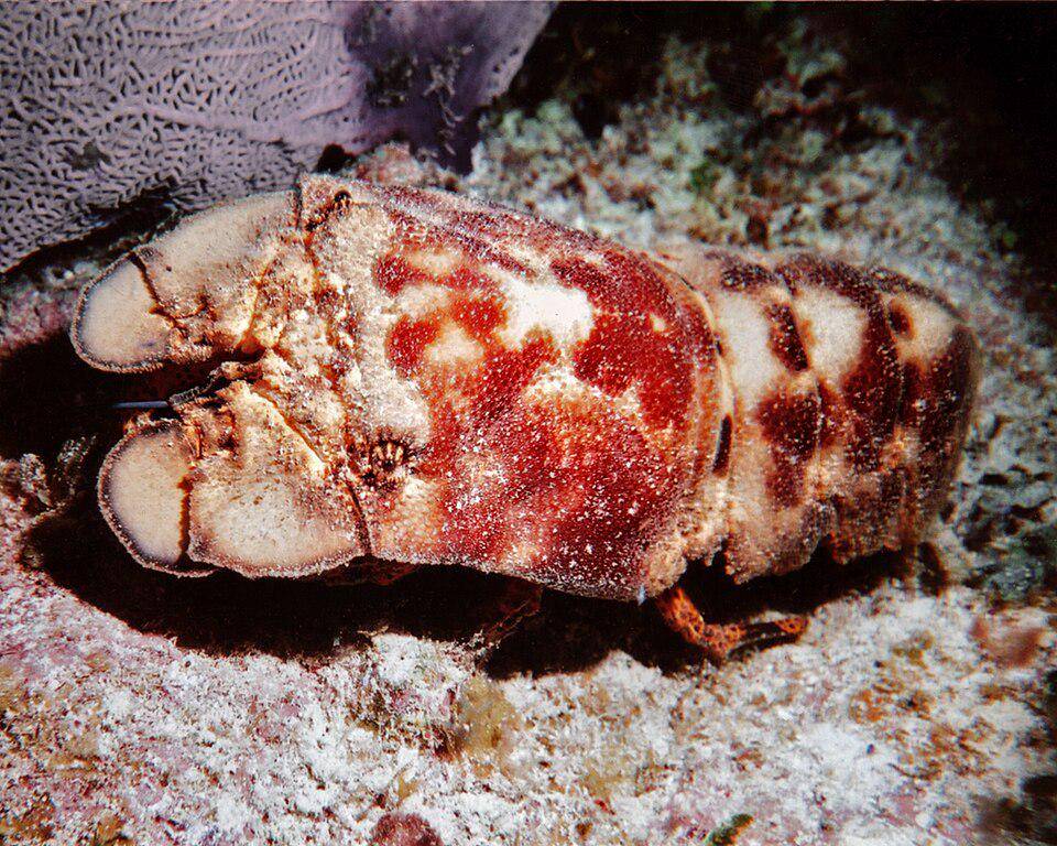 Scyllaridae