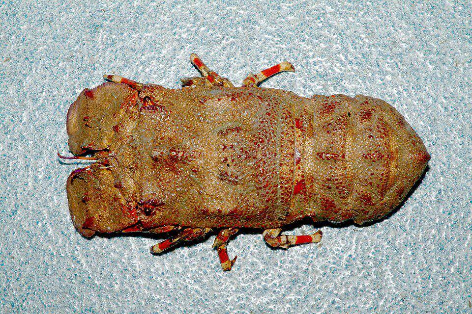 Scyllaridae