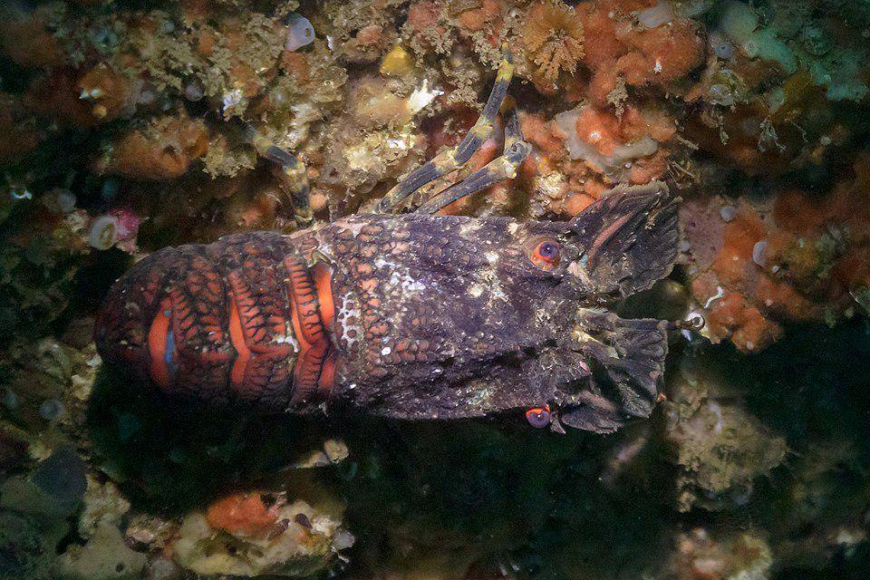 Scyllaridae