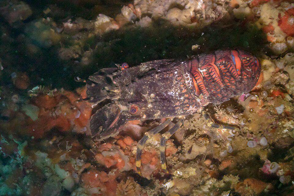 Scyllaridae