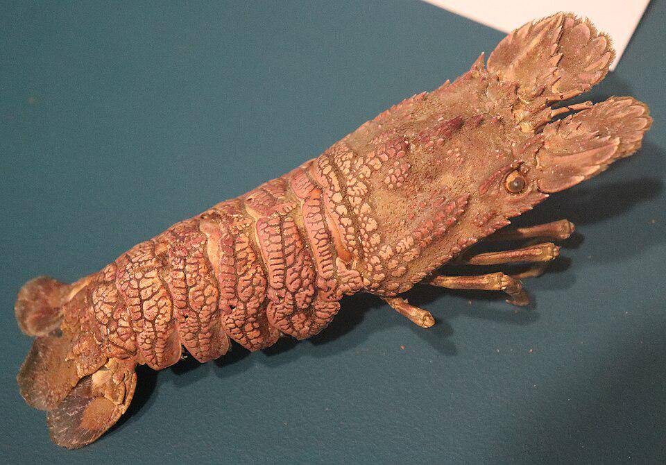 Scyllaridae