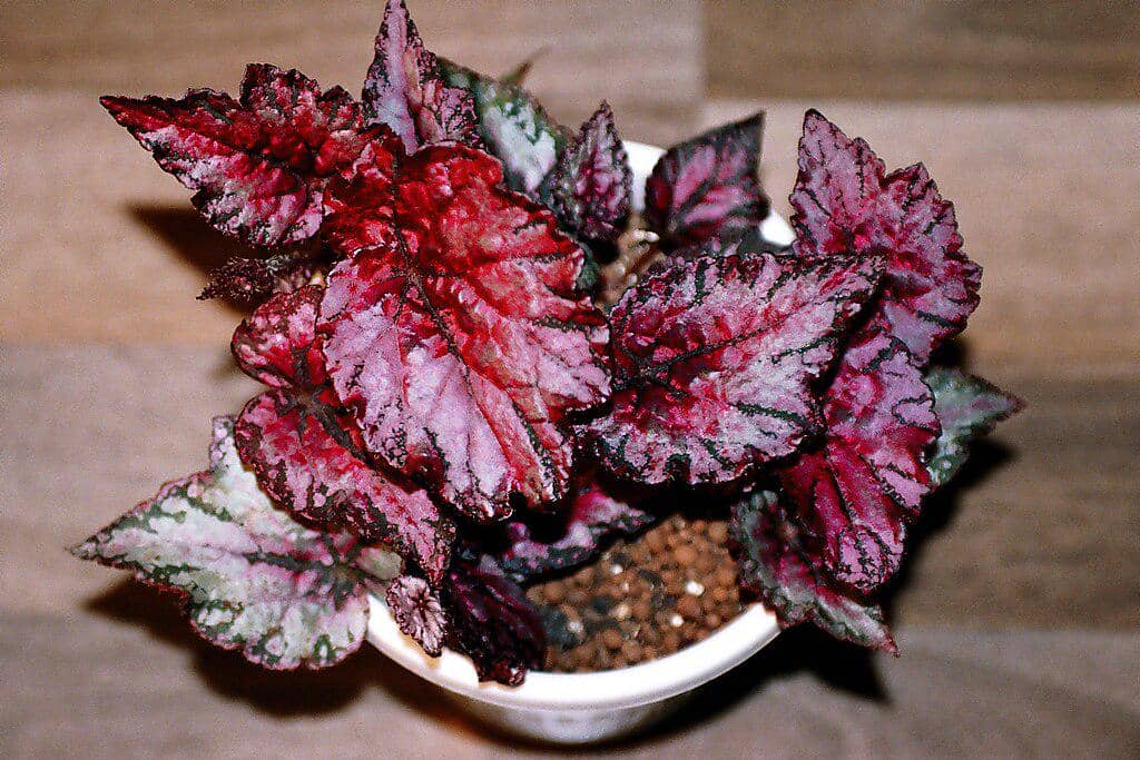 Tanaman begonia rex