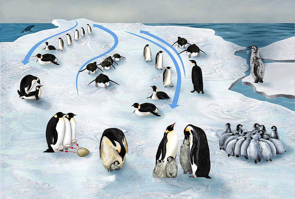 Penguin