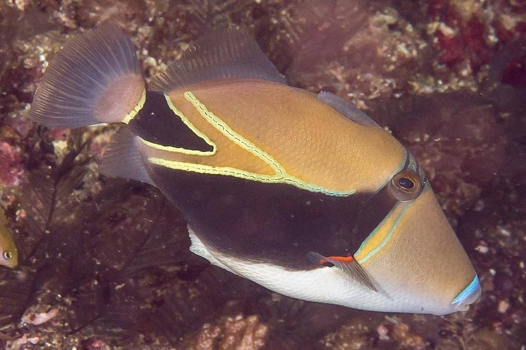 Ikan Humuhumunukunukuapua’a