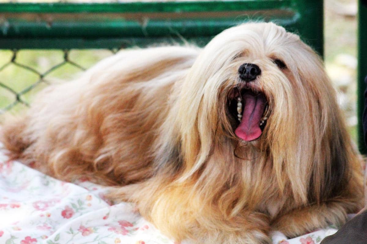 Seekor anjing Lhasa Apso berbulu panjang berwarna cokelat muda sedang berbaring di atas kain bermotif bunga dengan mulut terbuka.