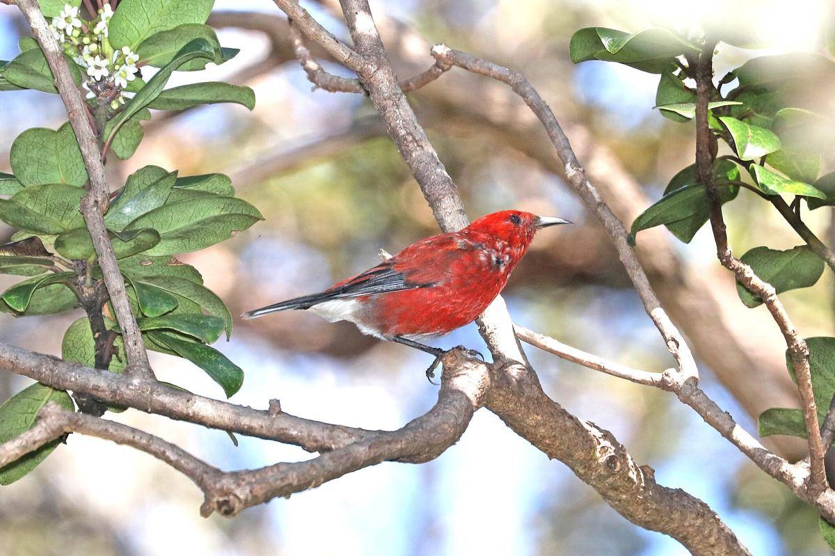 Burung Apapane