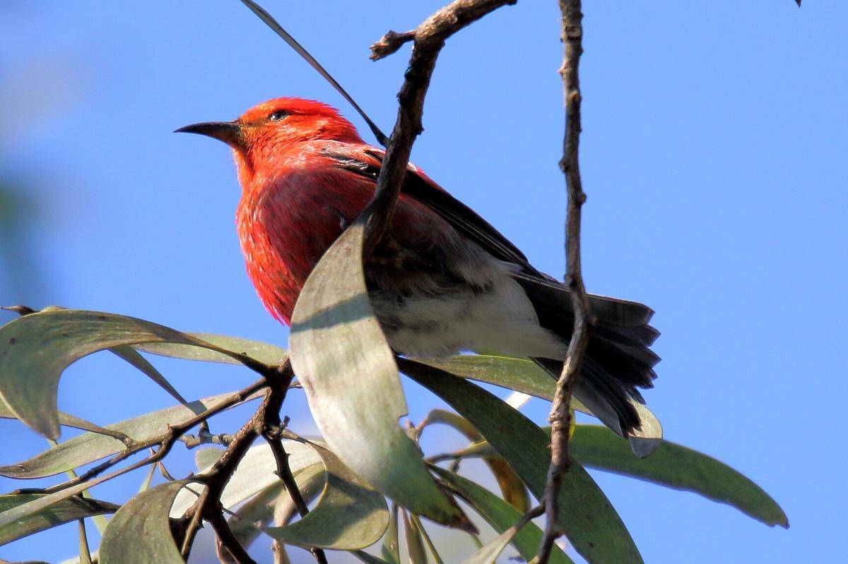 Burung Apapane