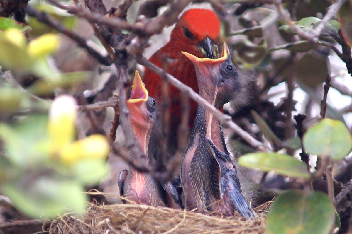 Burung Apapane