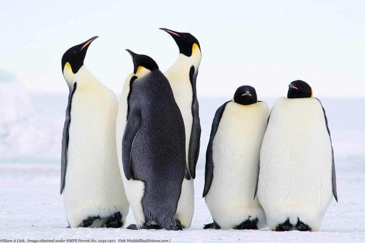 Penguin Kaisar
