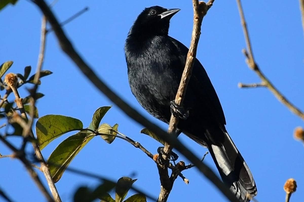 Burung Melodious Blackbird