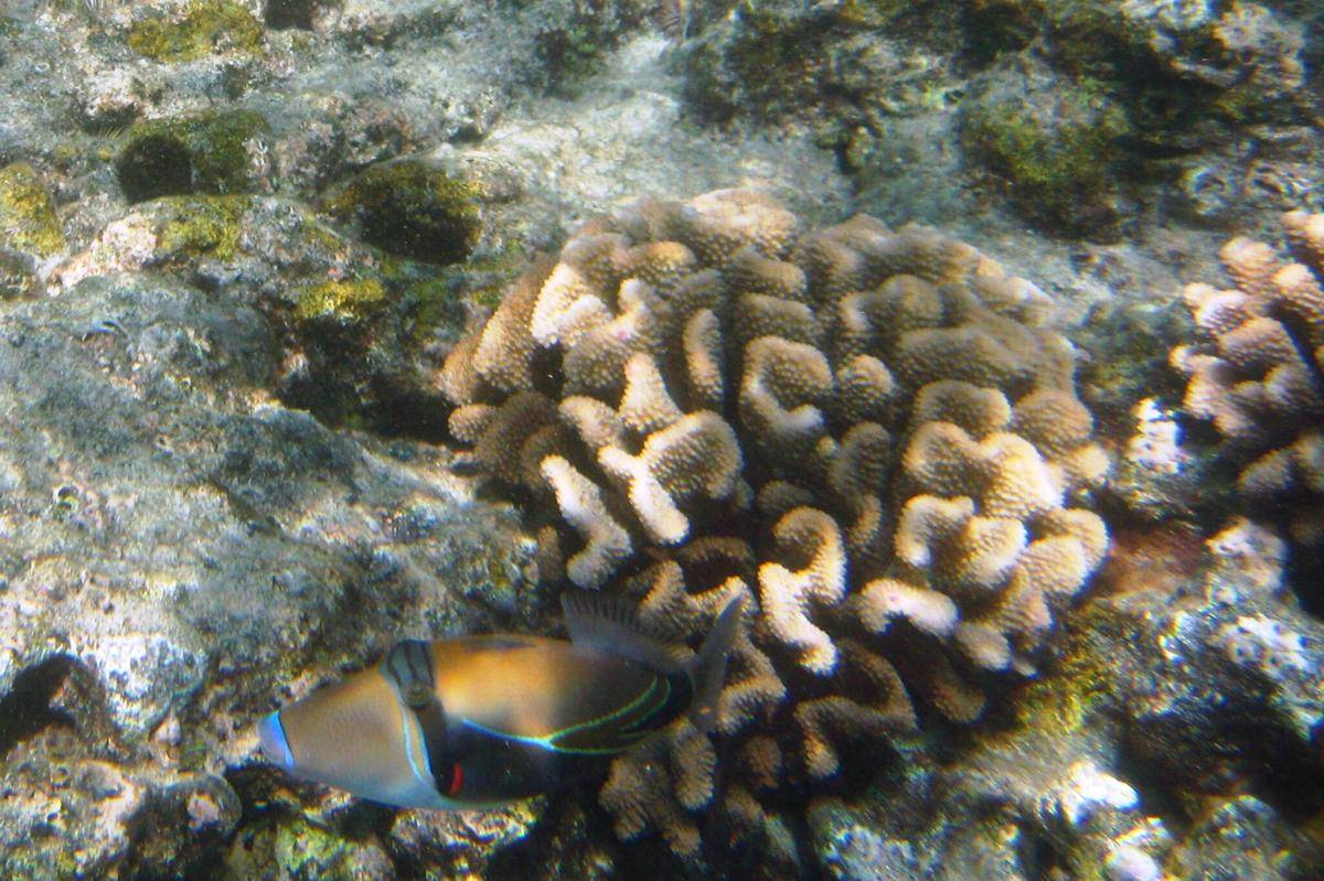 Ikan Humuhumunukunukuapua’a