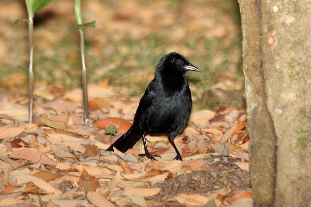 Burung Melodious Blackbird