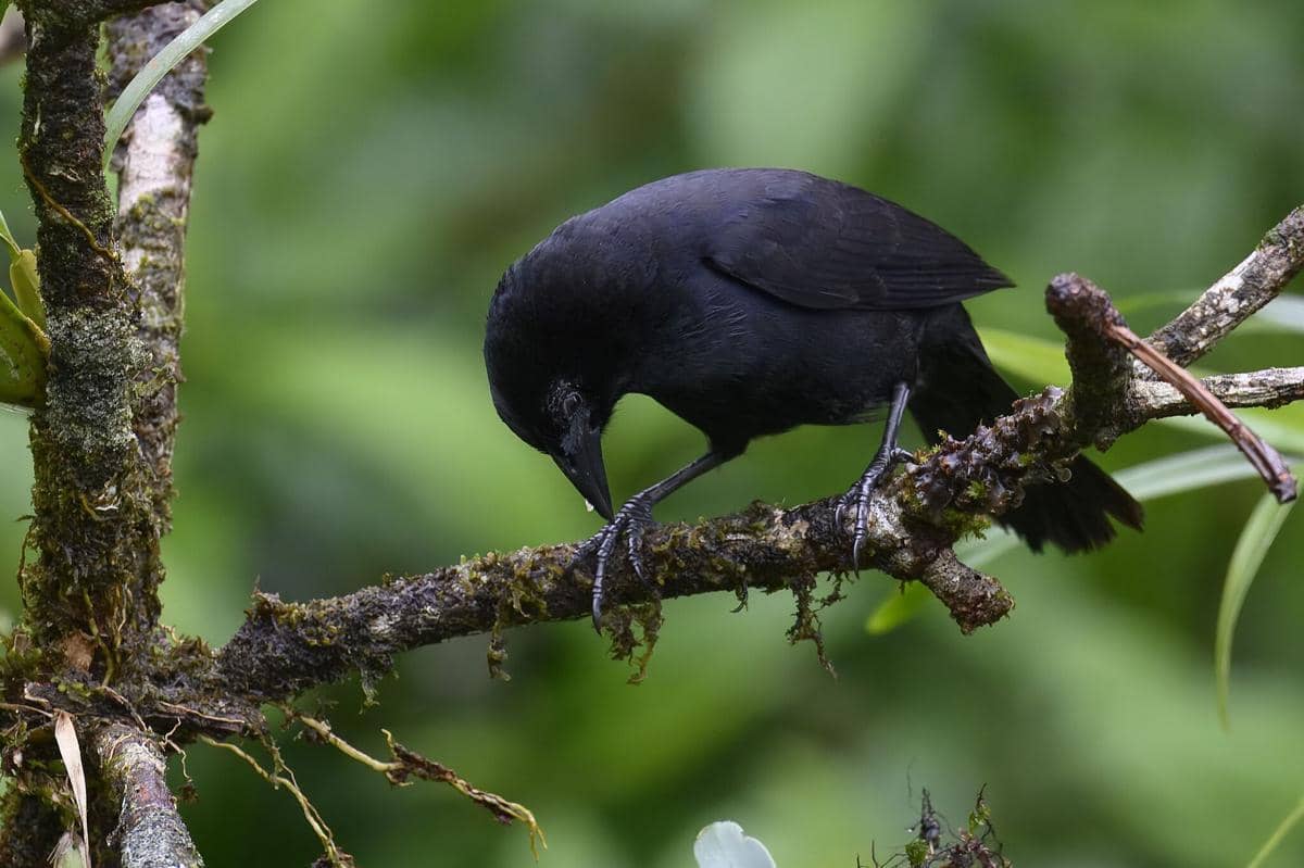 Burung Melodious Blackbird
