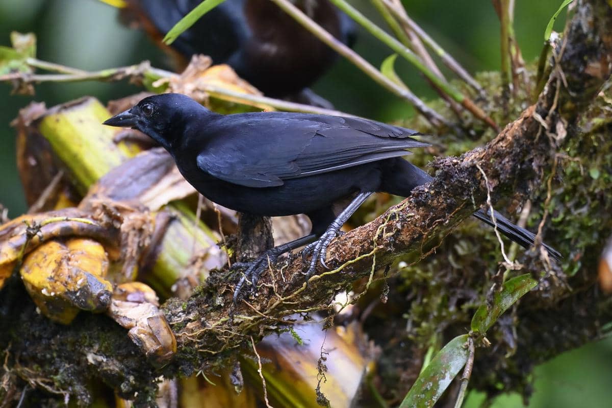 Burung Melodious Blackbird