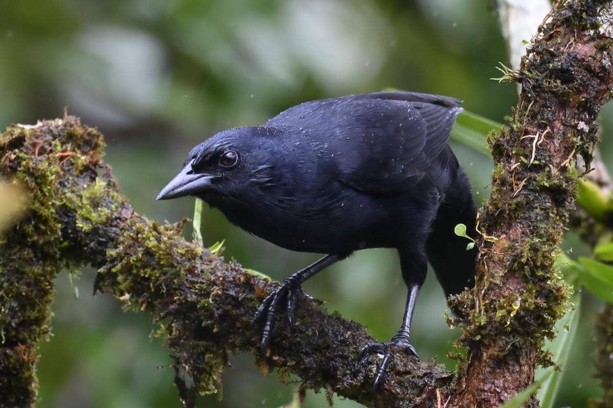 Burung Melodious Blackbird