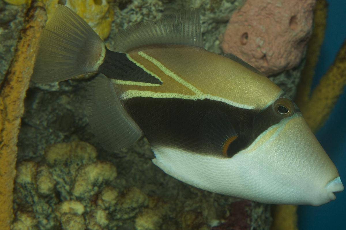 Ikan Humuhumunukunukuapua’a