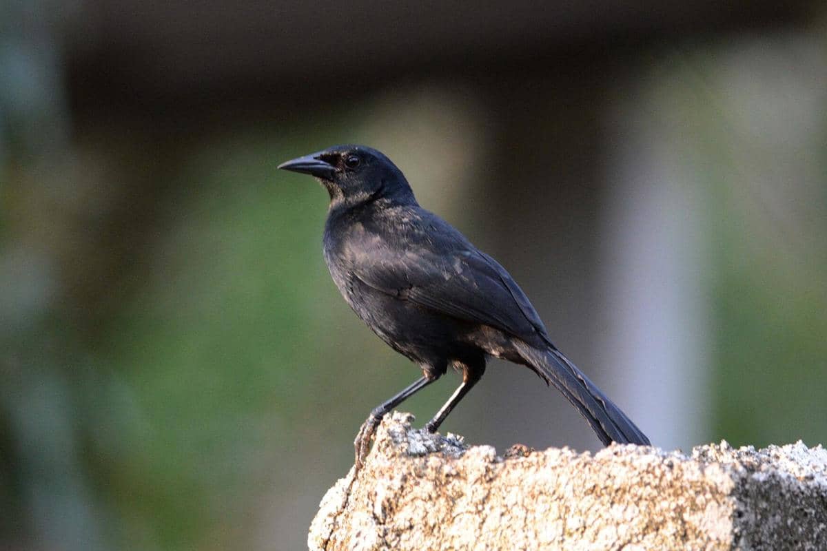 Burung Melodious Blackbird