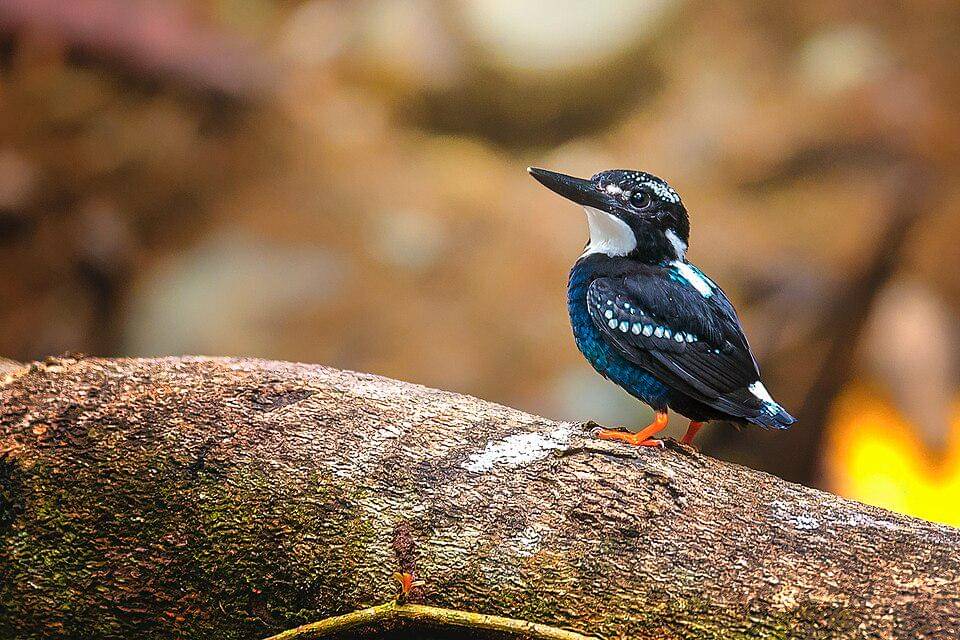raja udang perak muda yang menawan (commons.wikimedia.org/Kirkamon Guapo Cabello)