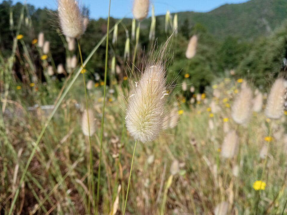 ilustrasi rumput ekor kelinci