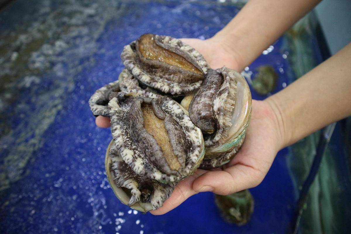 Kerang Abalone