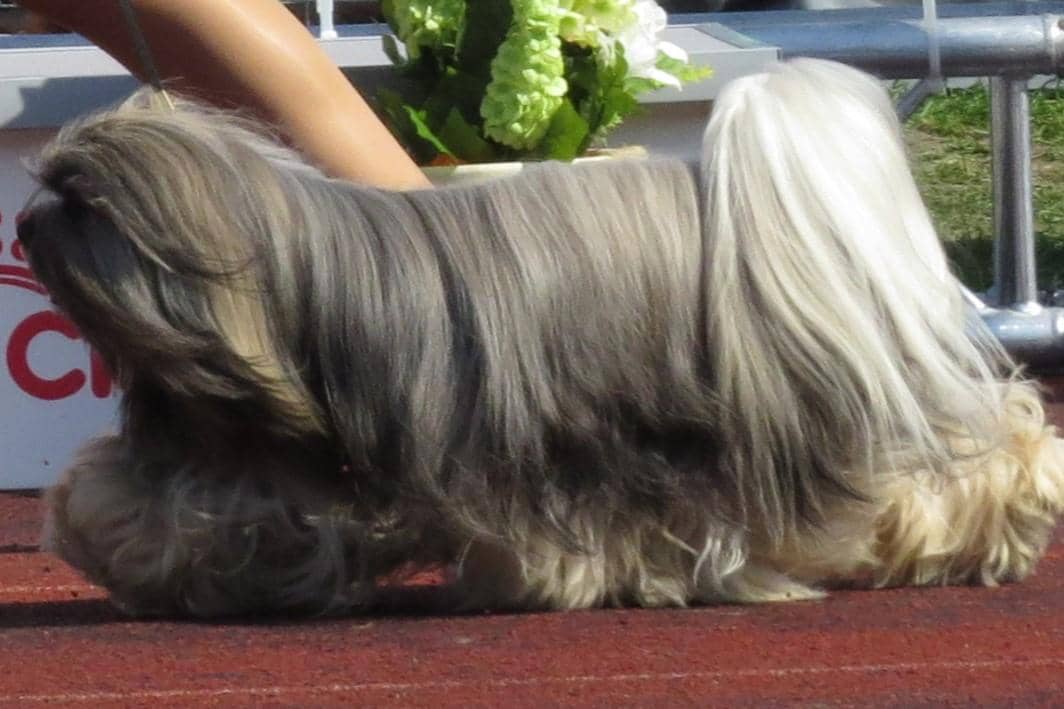 Anjing Lhasa Apso berbulu panjang warna abu-abu dan putih berjalan di atas lintasan dengan latar tanaman hijau.
