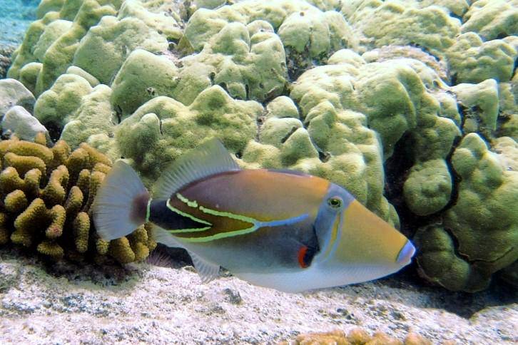 Ikan Humuhumunukunukuapua’a