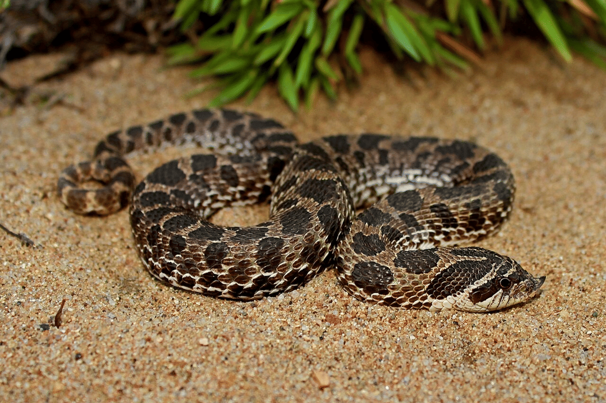 ular hognose (commons.wikimedia.org/Peter Paplanus)
