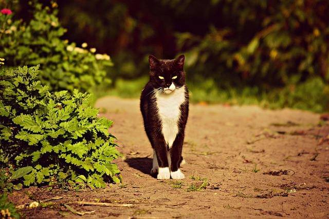 ilustrasi kucing (pixabay.com/MabelAmber)