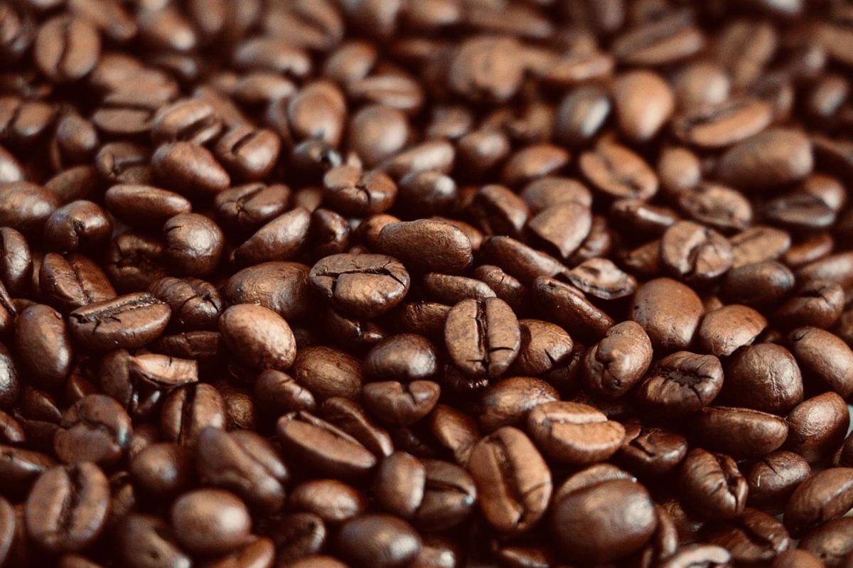 ilustrasi biji kopi excelsa