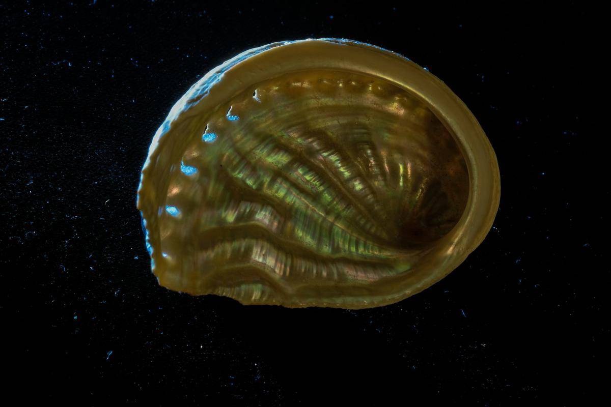 Kerang Abalone