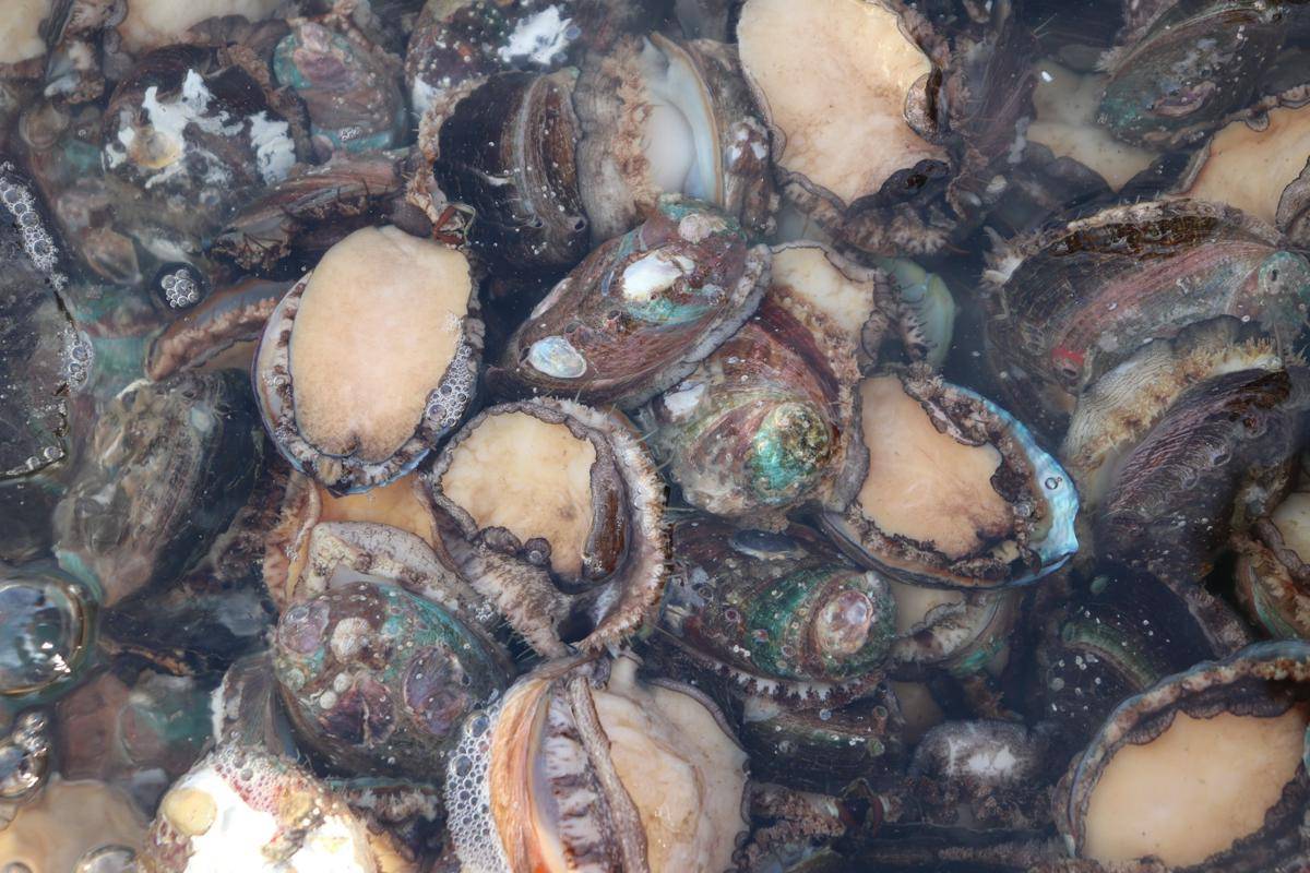 Kerang Abalone