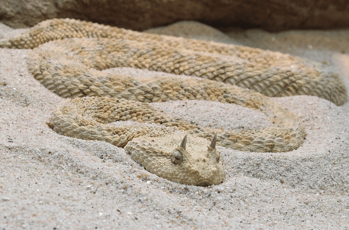 viper pasir (commons.wikimedia.org/Holger Krisp)