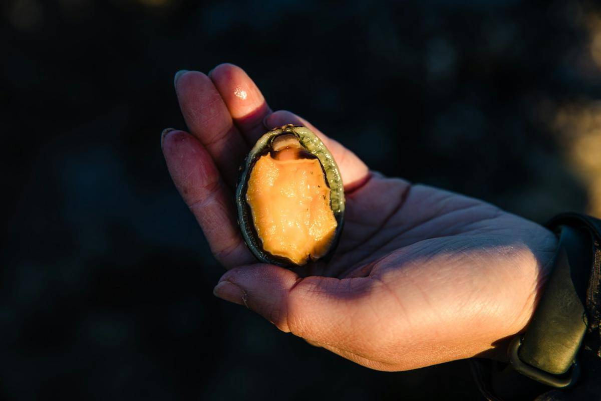Kerang Abalone
