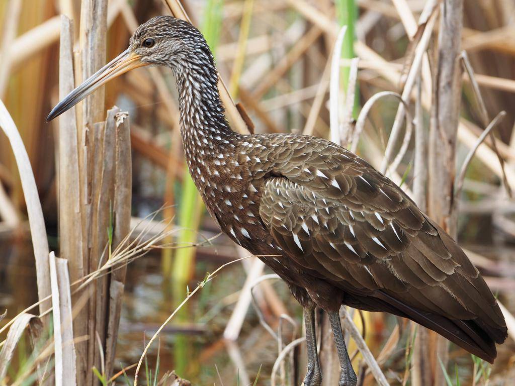 Limpkin